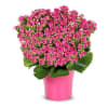 Pink Kalanchoe Plant Online