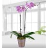 Pink Orchid Online