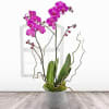 Pink Orchid Plant Online