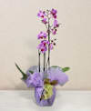 Pink phalaenopsis orchid Online