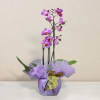 Pink phalaenopsis orchid Online