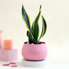 Gift Pink Planter with Snake Plant