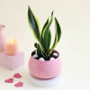 Buy Pink Planter with Snake Plant