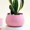 Shop Pink Planter with Snake Plant