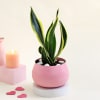 Pink Planter with Snake Plant Online