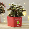 Buy Plant Lady Personalized Planter
