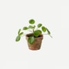 Plant - Pilea Online