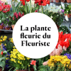 Plante fleurie du fleuriste Online