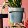 Planter With Gold Stand - Ceramic Online