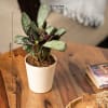Shop Plants Make Life Better Calathea Prayer Plant