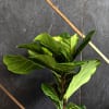 Buy Plants Make Life Better Fiddle Leaf Fig Plant