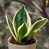 Buy Plants Make Life Better Snake Plant - Golden Hahnii Customized with logo