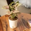Gift Plants Make Life Better Syngonium Pink Plant