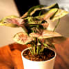 Buy Plants Make Life Better Syngonium Pink Plant