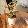 Shop Plants Make Life Better Syngonium Pink Plant