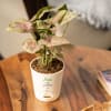 Plants Make Life Better Syngonium Pink Plant Online