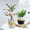 Plants to Adore Online
