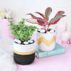 Gift Plants to Adore