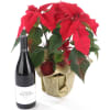 Poinsettia Plant and Red Wine Online