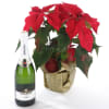 Poinsettia Plant and  Sparkling Wine Online