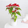 Gift Poinsettia Plant With White Ribbed Planter