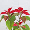 Buy Poinsettia Plant With White Ribbed Planter