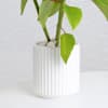 Shop Poinsettia Plant With White Ribbed Planter