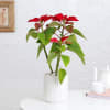 Poinsettia Plant With White Ribbed Planter Online