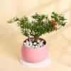 Gift Pomegranate Dwarf Plant With Metal Planter