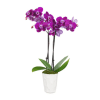 Posh Purple Orchid Plant Online