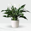 Potted Spathiphyllum Online