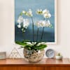Premium white orchid Online