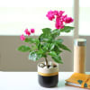 Gift Pretty Bougainvillea Plant in a Ceramic Pot