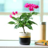 Buy Pretty Bougainvillea Plant in a Ceramic Pot