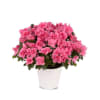 Pretty Pink Azalea House Plant Online