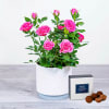 Pretty Pink Rose Plant Online
