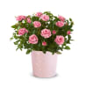 Pretty Pink Rose Plant Online