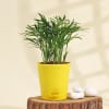 Gift Prosperity Bamboo Palm Plant