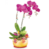 Prosperity Orchids Online