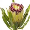 Protea Limelight (Bunch of 5) Online