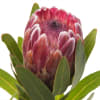 Protea Pink Ice (Bunch of 5) Online