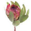 Protea Sylivia (Bunch of 5) Online