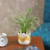 Gift Purifying and Beautiful Spider Plant