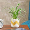 Purifying and Beautiful Spider Plant Online