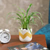 Buy Purifying and Beautiful Spider Plant