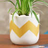 Shop Purifying and Beautiful Spider Plant