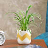 Purifying and Beautiful Spider Plant Online
