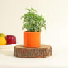 Gift Purifying Aralia Plant in Orange Ceramic Pot