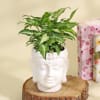 Shop Purifying Syngonium Plant in a Ceramic Buddha Planter