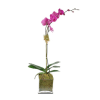 Purple Orchid Elegance Online